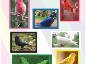 Balance with Colour Birds A1 Poster (PDF)