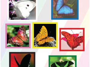 Balance with Colour Butterflies A1 Poster