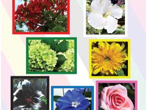 Balance with Colour Flowers A1 Poster
