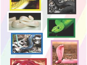 Balance with Colour Snakes A1 Poster (PDF)
