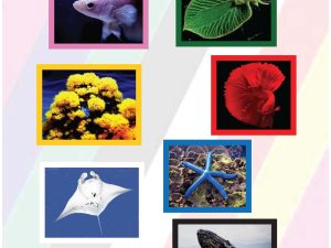 Balance with Colour Water Creatures A1 Poster
